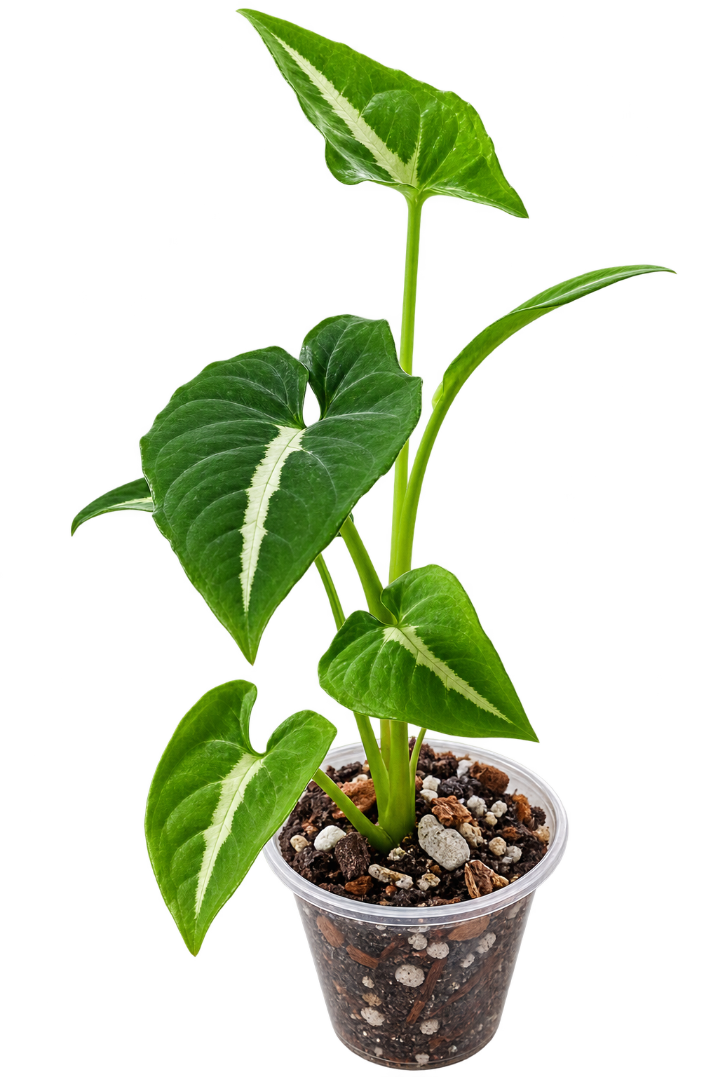 Syngonium